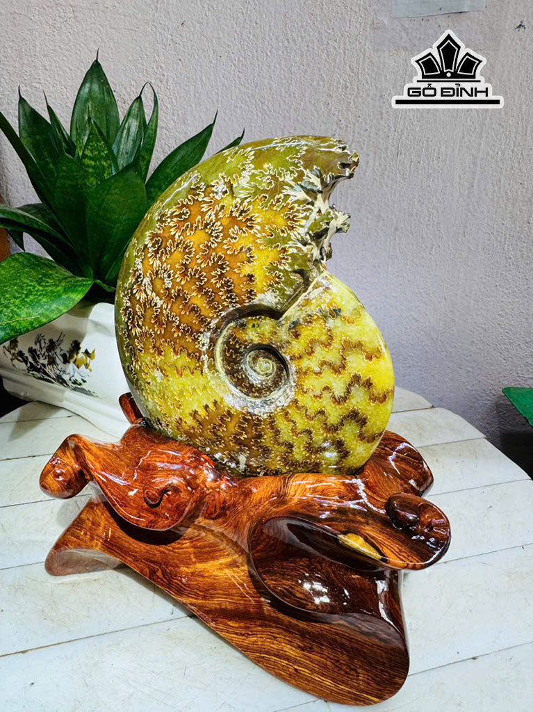 oc-anh-vu-hoa-ngoc-cao-22-ngang-13-cm-18kg-453205