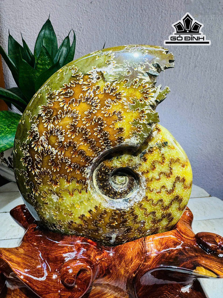 oc-anh-vu-hoa-ngoc-cao-22-ngang-13-cm-18kg-453207