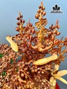 binh-mai-phu-quy-go-huong-cao-90-ngang-60-sau-46-cm-454325