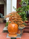 binh-tung-bonsai-go-huong-cao-77-ngang-70-sau-35-cm-454391