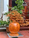 binh-tung-bonsai-go-huong-cao-77-ngang-70-sau-35-cm-454393