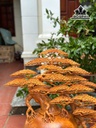 binh-tung-bonsai-go-huong-cao-77-ngang-70-sau-35-cm-454394