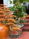 binh-tung-bonsai-go-huong-cao-77-ngang-70-sau-35-cm-454395