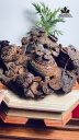 tuong-tam-coc-ngam-tien-go-trac-cao-27-ngang-40-sau-37-cm-454941