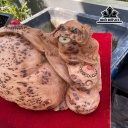 tuong-thiem-thu-go-nu-ngoc-am-cao-21-ngang-37-sau-23-cm-454958