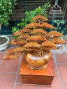 binh-tung-bonsai-go-nu-huong-cao-70-rong-78-duong-kinh-than-binh-35-cm-456097