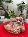 tuong-phat-di-lac-nhat-phuc-go-nu-ngoc-am-cao-22-ngang-41-sau-22-cm-461065