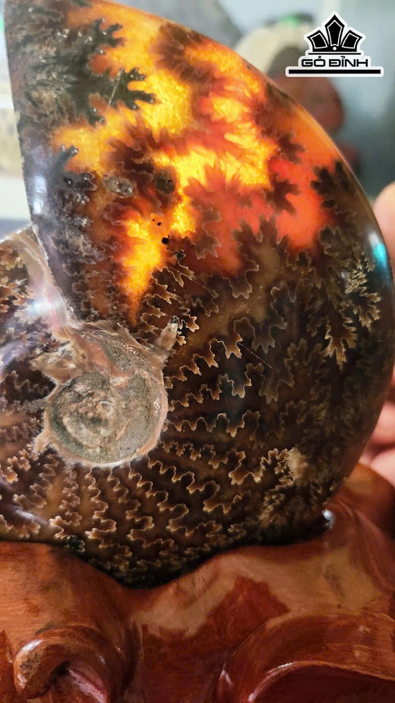 oc-anh-vu-hoa-thach-cao-21-ngang-14-cm-14kg-465386