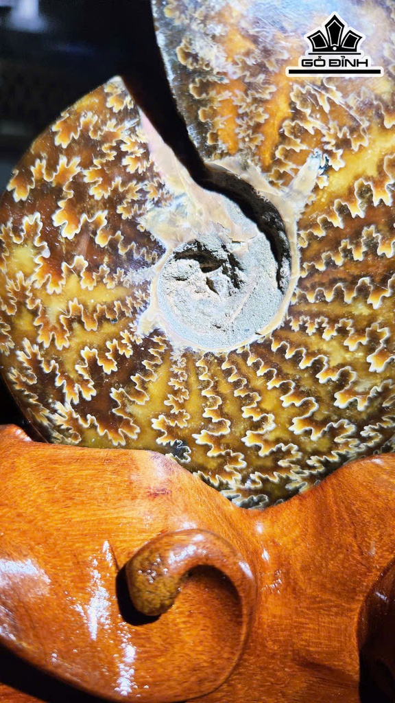 oc-anh-vu-hoa-thach-cao-21-ngang-14-cm-14kg-465387