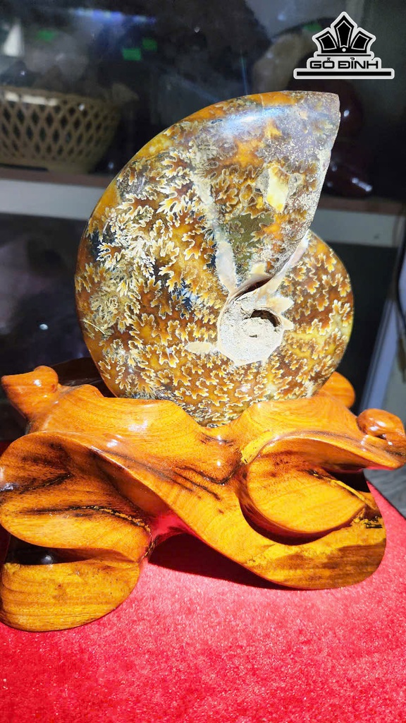 oc-anh-vu-hoa-thach-cao-21-ngang-14-cm-14kg-465388