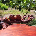 khay-tra-uyen-uong-mai-dieu-go-trac-cao-11-ngang-50-sau-26-cm-468898