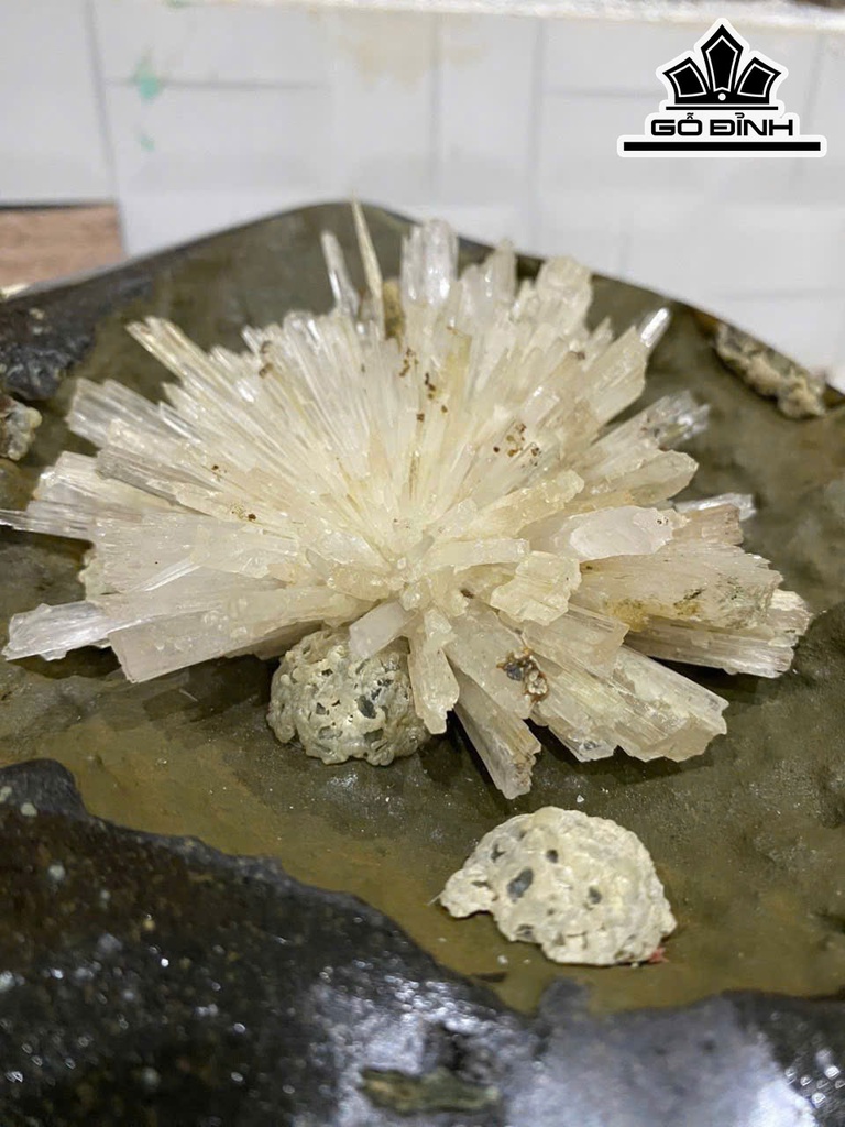 hoa-da-trang-cao-32-nang-14kg-469202