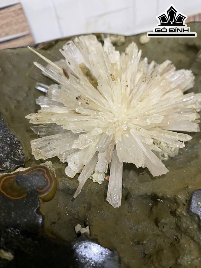 hoa-da-trang-cao-32-nang-14kg-469203