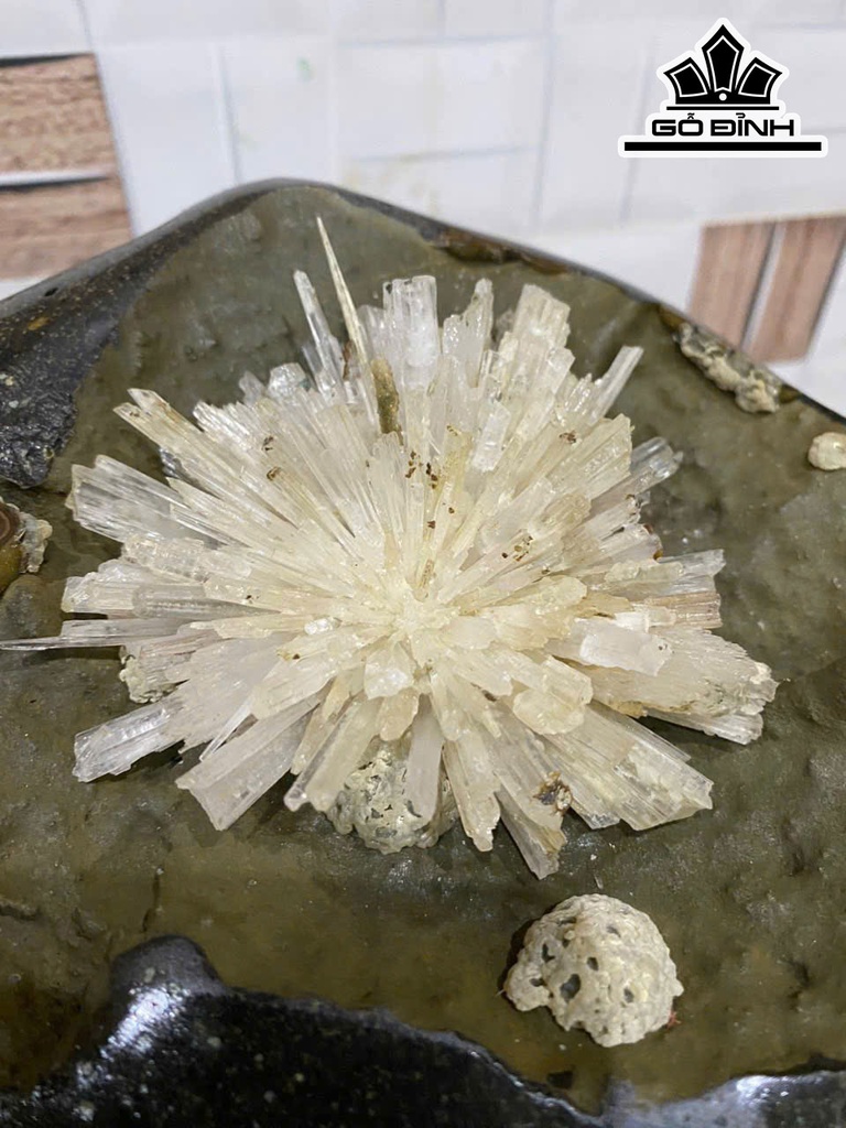 hoa-da-trang-cao-32-nang-14kg-469204