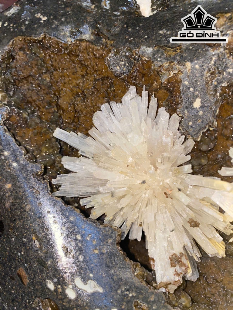 hoa-da-trang-phale-cao-40-nang-20-kg-469213