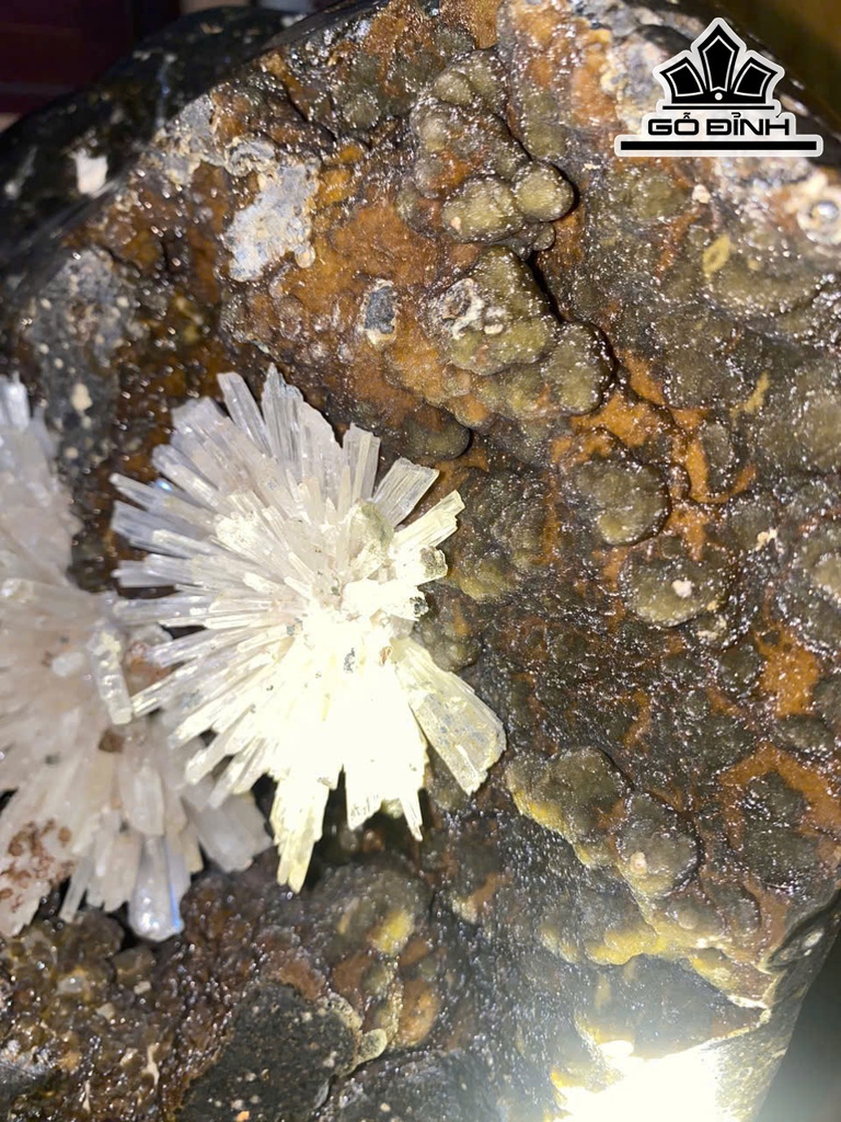 hoa-da-trang-phale-cao-40-nang-20-kg-469214