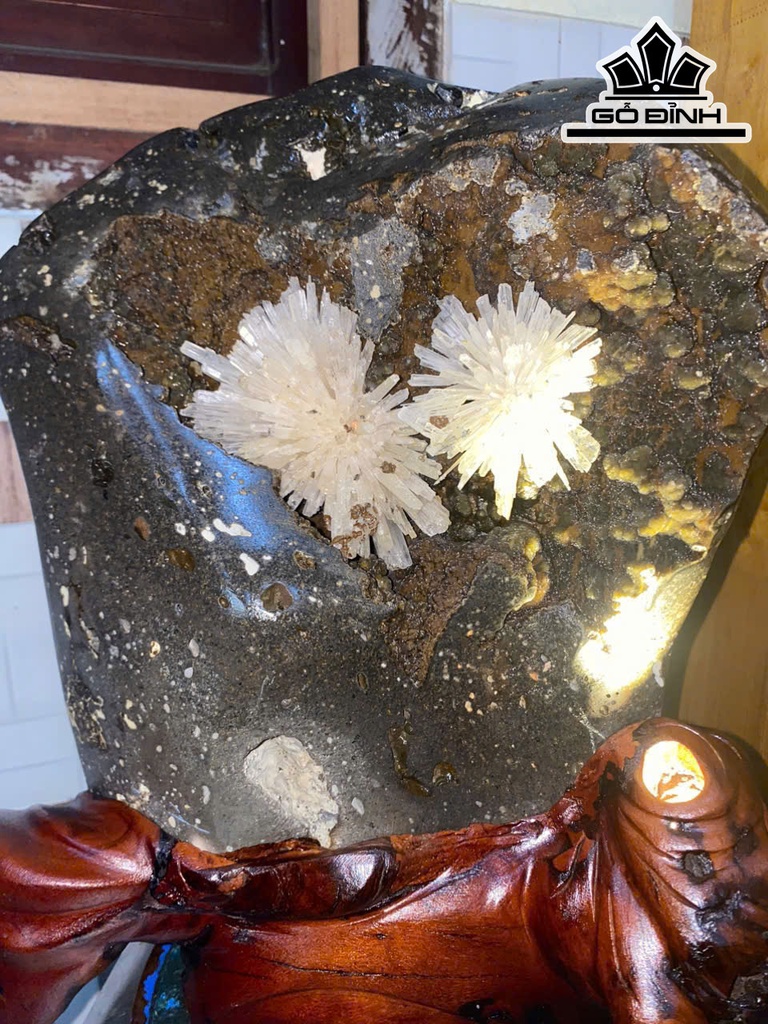 hoa-da-trang-phale-cao-40-nang-20-kg-469216