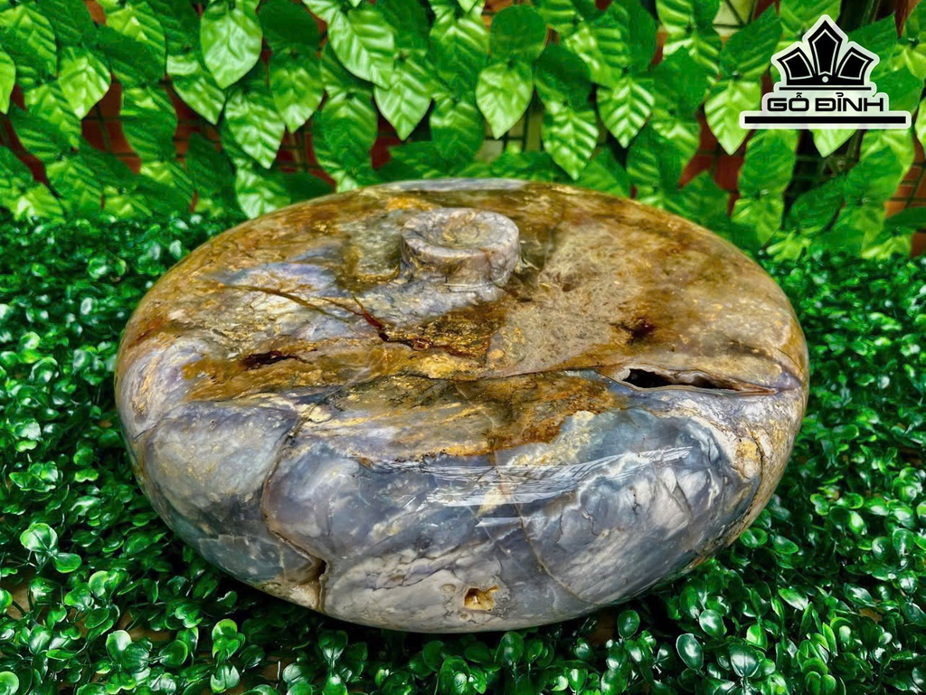 chum-phu-quy-ma-nao-tim-duong-kinh-32-cm-165kg-469297