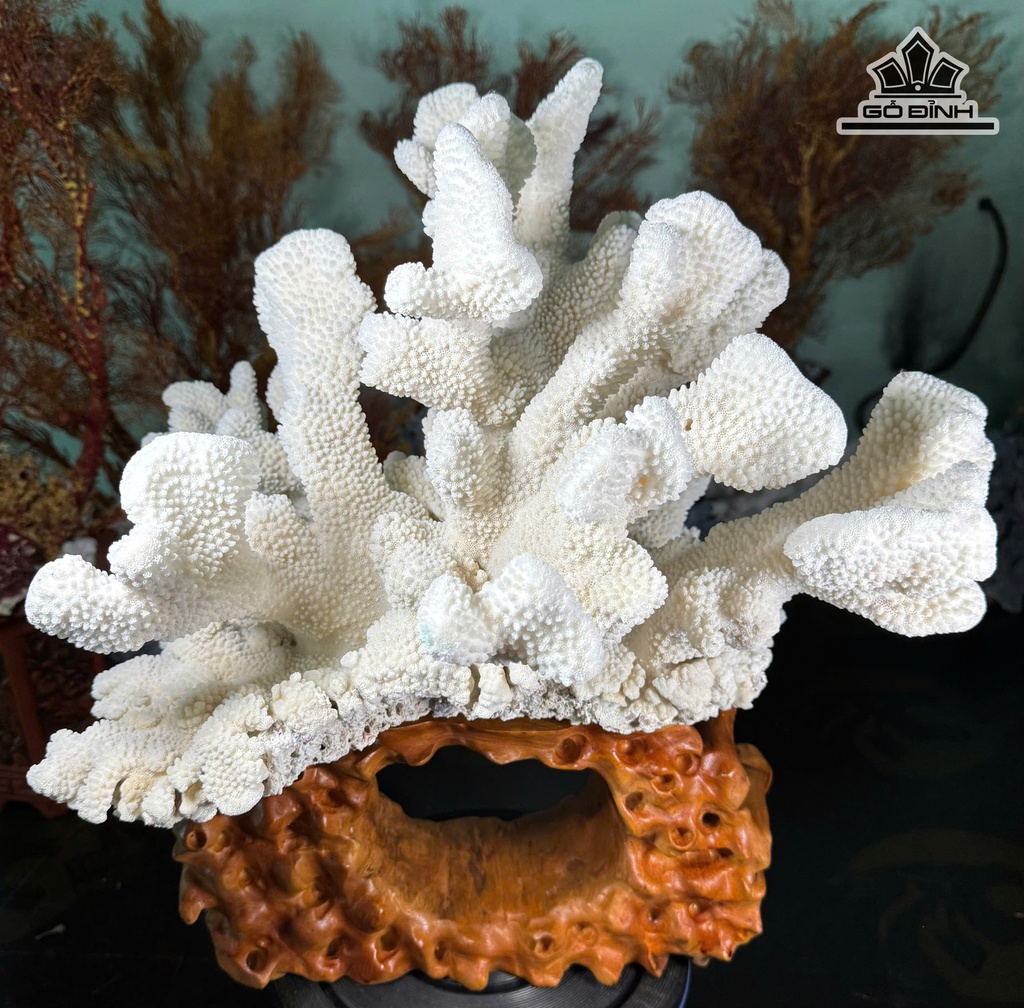 cay-san-ho-trang-cao-47-ngang-43-cm-13kg-471669