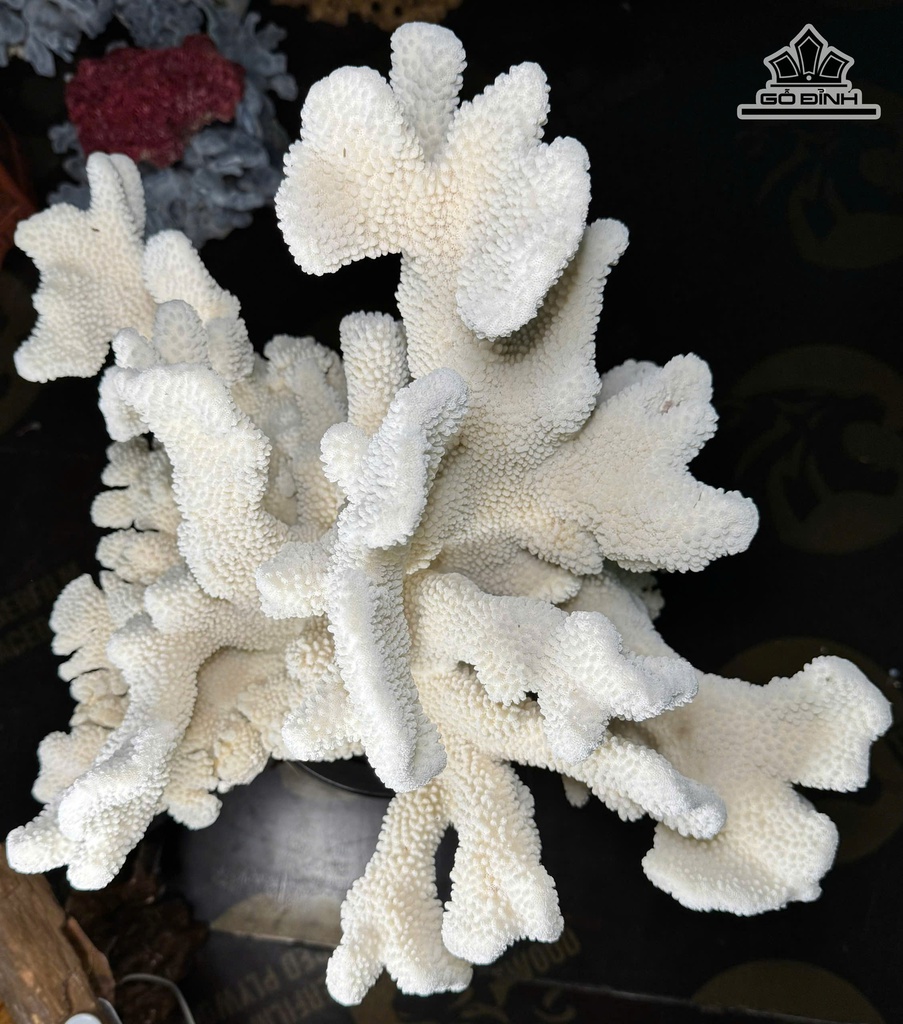 cay-san-ho-trang-cao-47-ngang-43-cm-13kg-471670