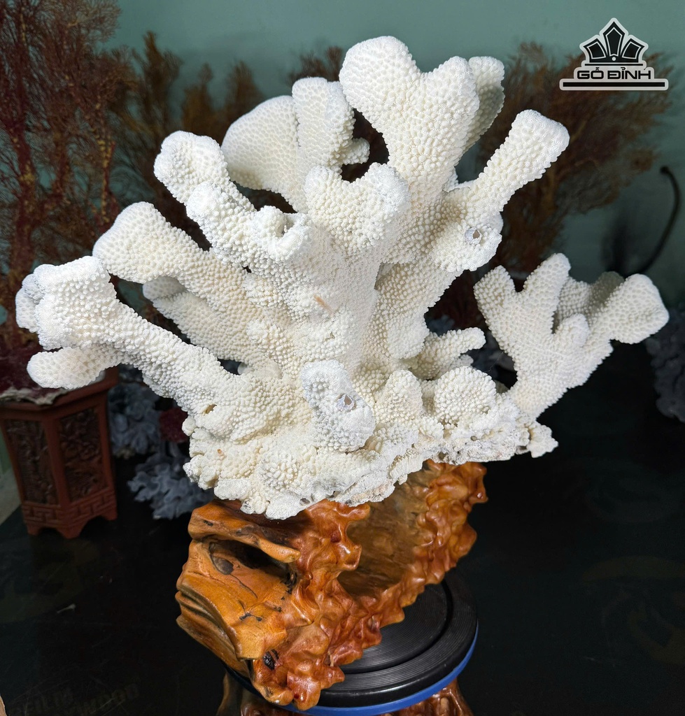 cay-san-ho-trang-cao-47-ngang-43-cm-13kg-471672