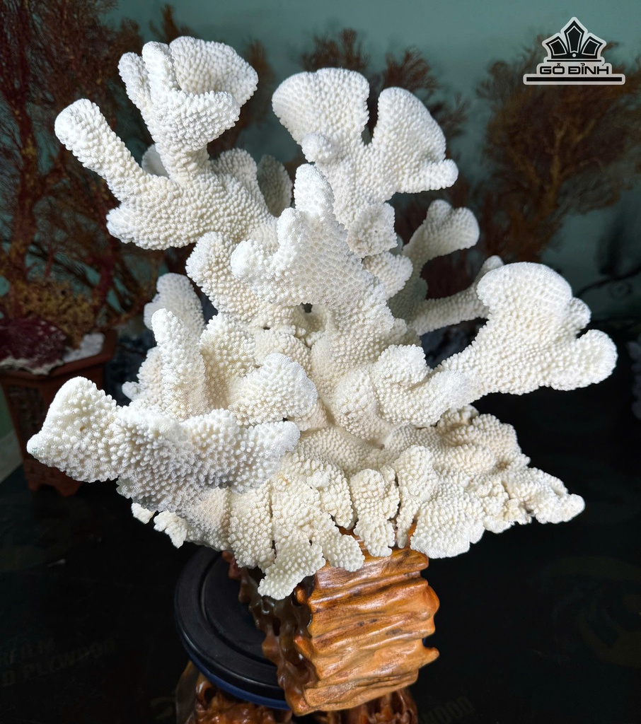 cay-san-ho-trang-cao-47-ngang-43-cm-13kg-471673