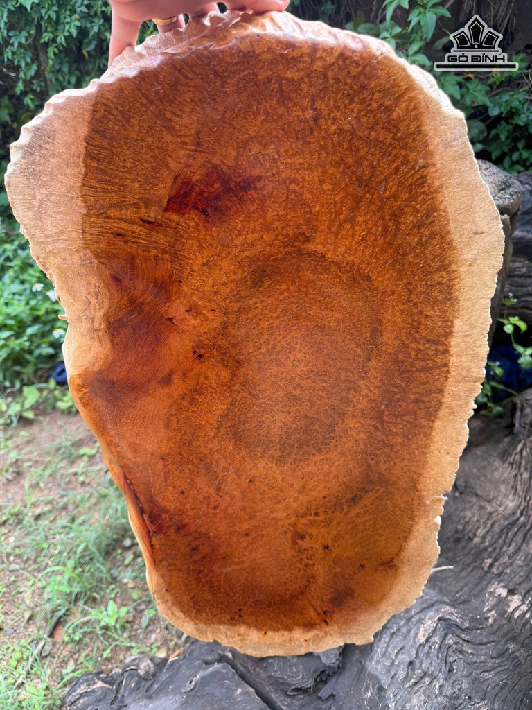 dien-di-lac-go-nu-huong-cao-65-ngang-36-sau-10-cm-472753