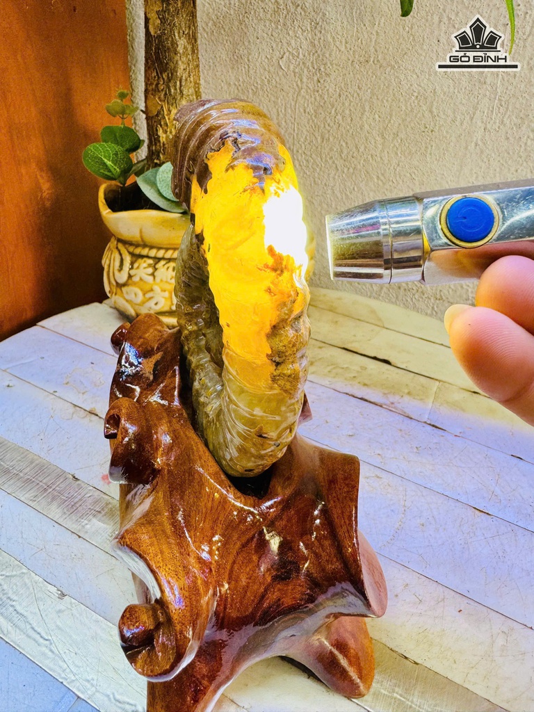 oc-anh-vu-hoa-ngoc-cao-18-ngang-11-cm-11kg-475000