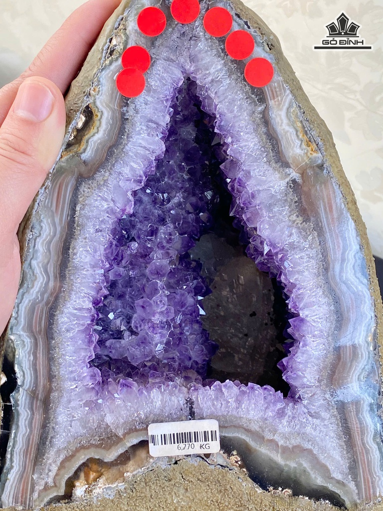 dong-thach-anh-tim-cong-sinh-brazil-7a-677kg-cao-235-ngang-15-sau-15-cm-477057