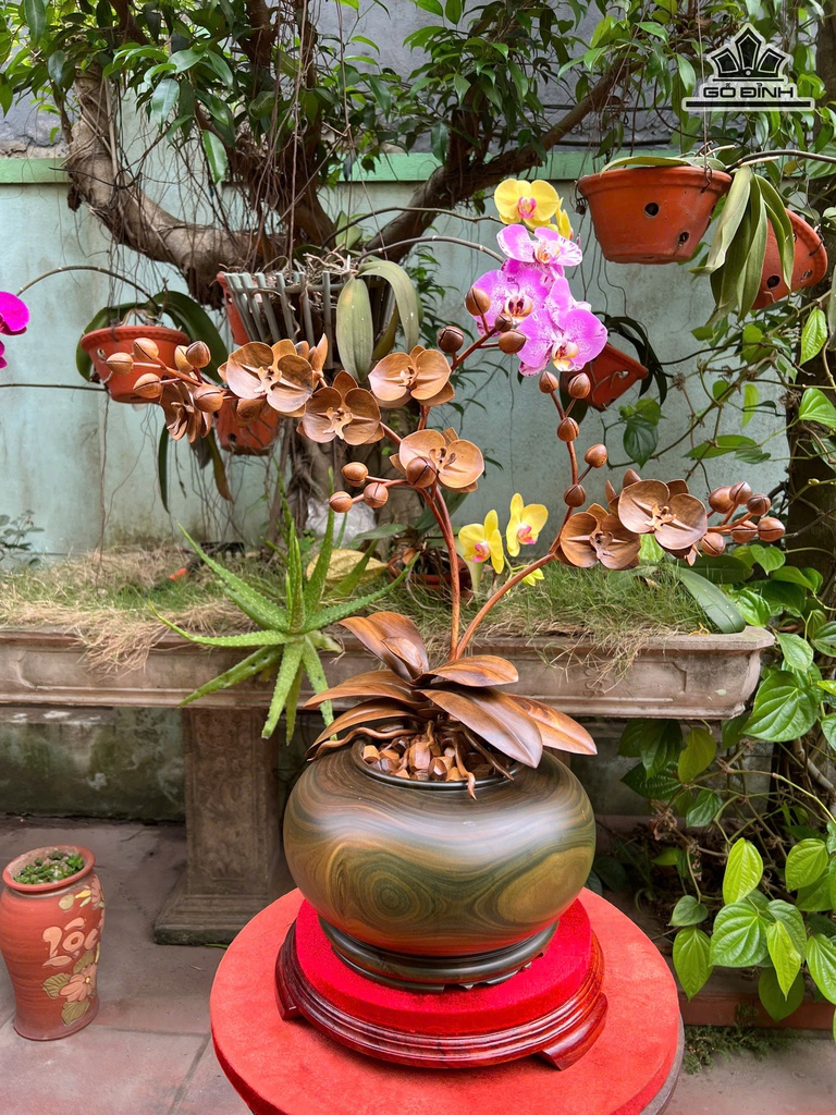 chau-lan-ho-diep-go-bach-xanh-cao-45-ngang-48-duong-kinh-than-binh-26-ky-cao-5-cm-478060