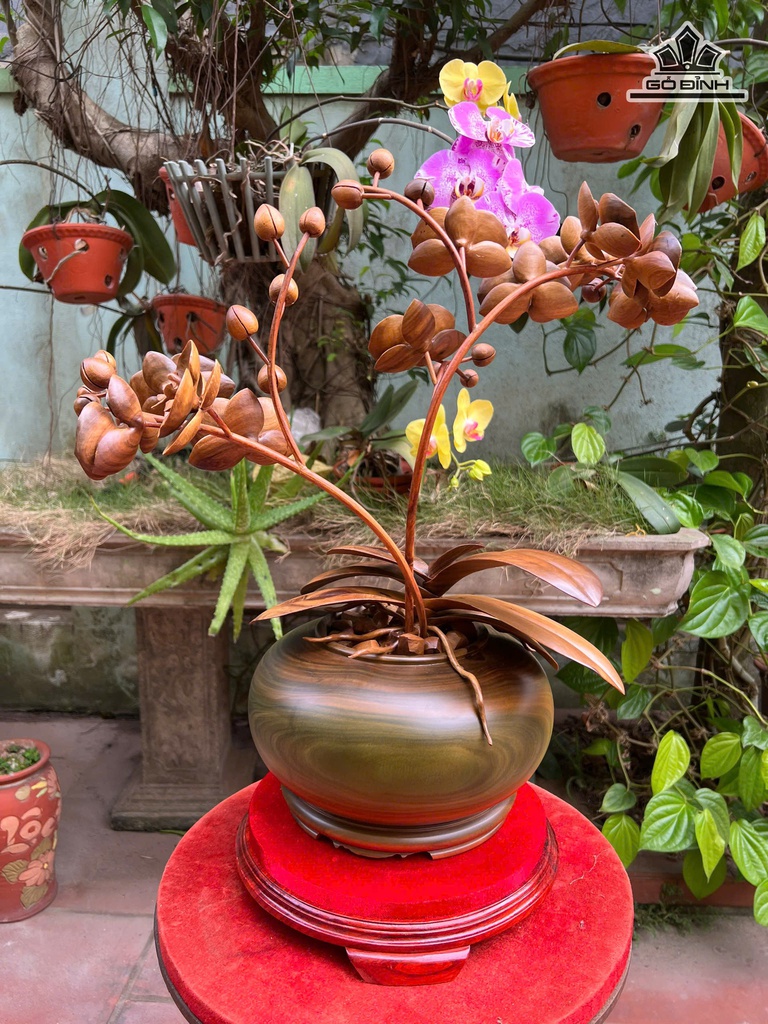 chau-lan-ho-diep-go-bach-xanh-cao-45-ngang-48-duong-kinh-than-binh-26-ky-cao-5-cm-478061