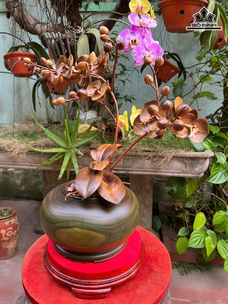 chau-lan-ho-diep-go-bach-xanh-cao-45-ngang-48-duong-kinh-than-binh-26-ky-cao-5-cm-478062