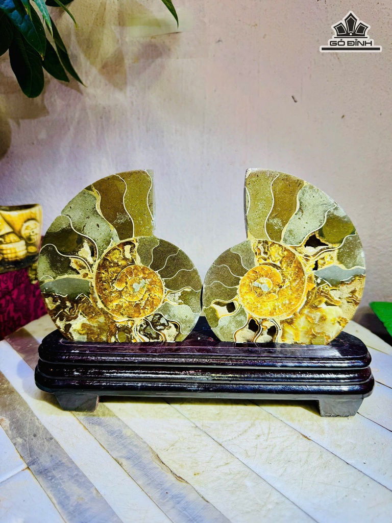 cap-oc-anh-vu-hoa-ngoc-cao-18-ngang-24-cm-1kg-ca-de-478130