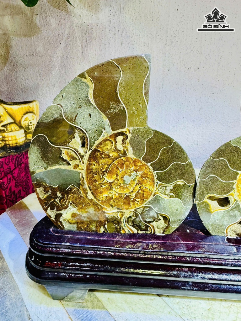 cap-oc-anh-vu-hoa-ngoc-cao-18-ngang-24-cm-1kg-ca-de-478133