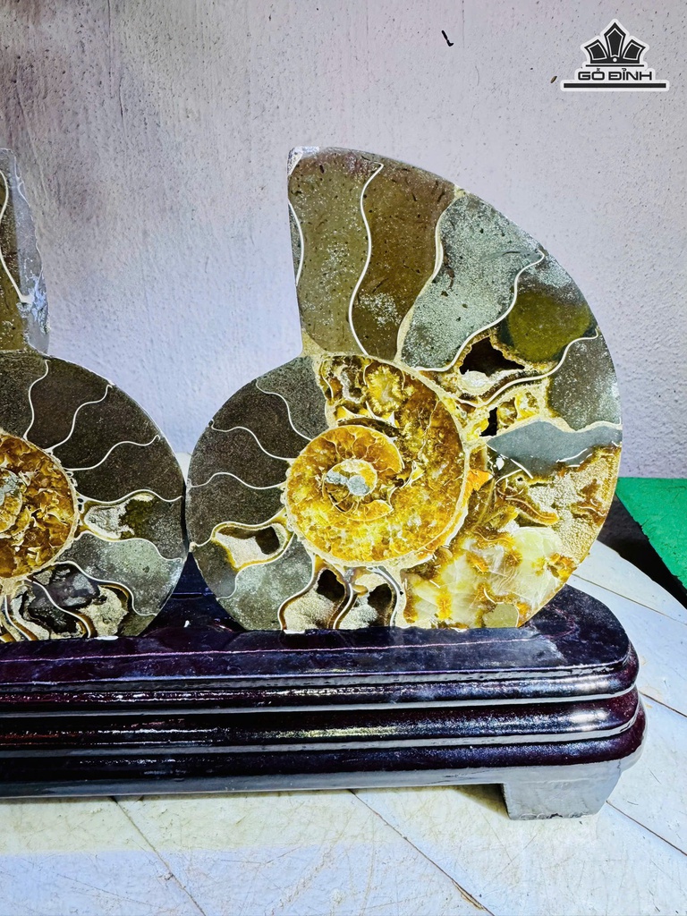 cap-oc-anh-vu-hoa-ngoc-cao-18-ngang-24-cm-1kg-ca-de-478134