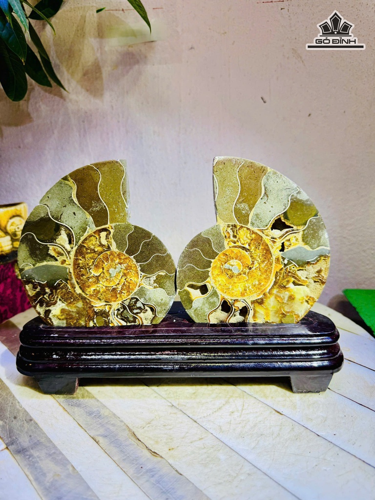 cap-oc-anh-vu-hoa-ngoc-cao-18-ngang-24-cm-1kg-ca-de-478135