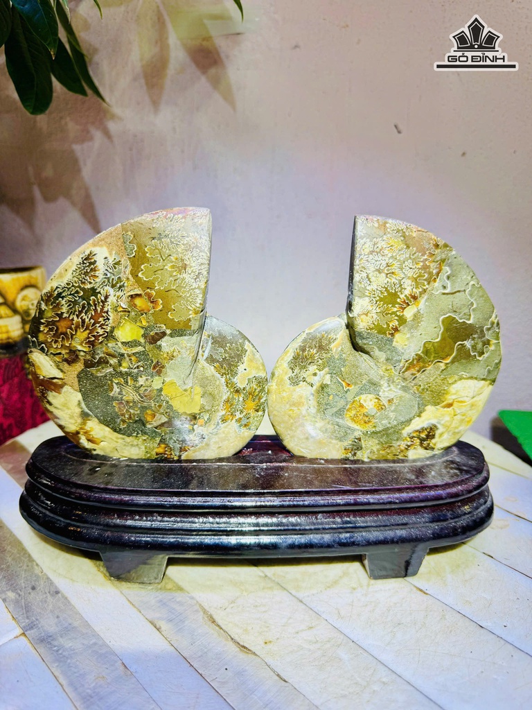 cap-oc-anh-vu-hoa-ngoc-cao-18-ngang-24-cm-1kg-ca-de-478136