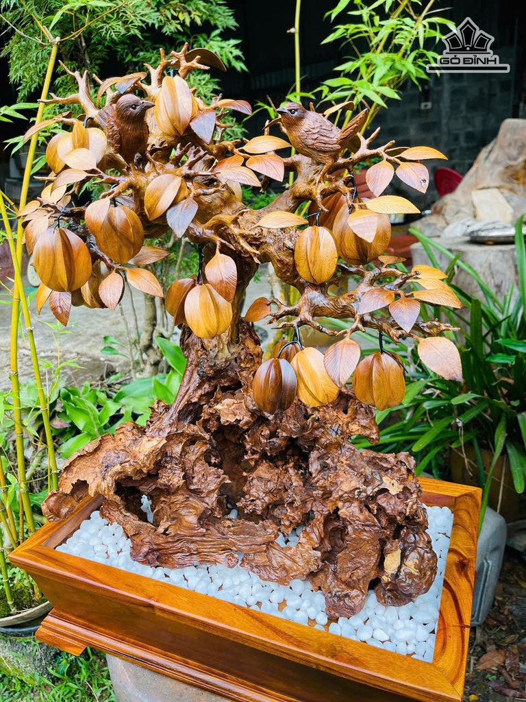 cay-khe-go-nu-lua-cao-69-ngang-50-sau-30-cm-478850