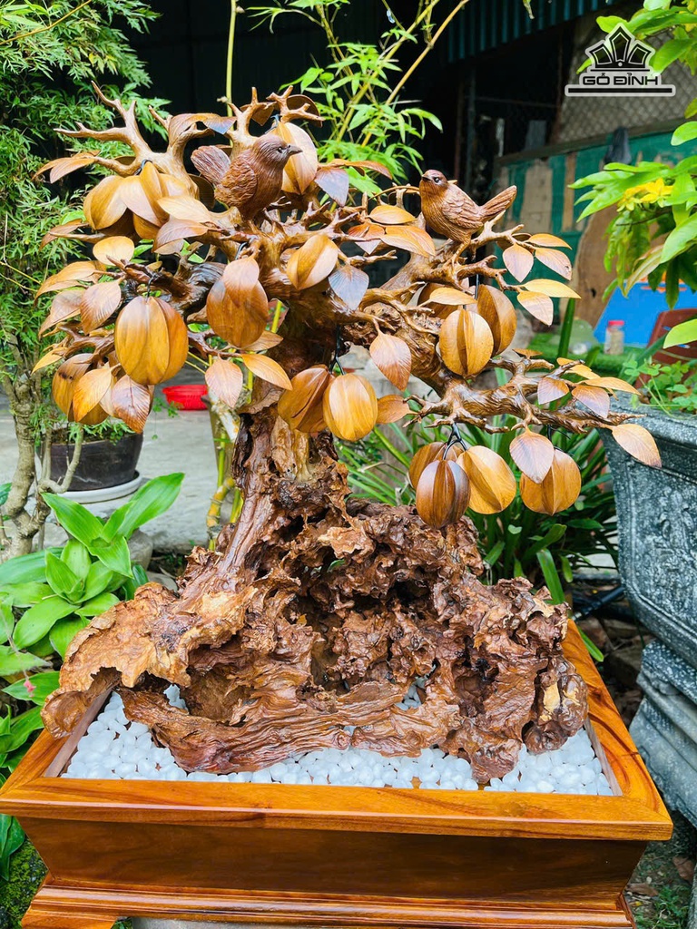 cay-khe-go-nu-lua-cao-69-ngang-50-sau-30-cm-478851