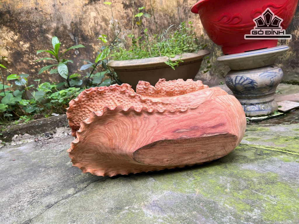 bap-cai-go-huong-cao-25-ngang-48-sau-24-cm-13kg-479434