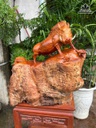tuong-heo-rung-go-nu-chun-sun-huong-cao-48-ngang-50-sau-30-cm-479490
