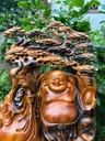 tuong-phat-di-lac-go-xa-xi-cao-56-ngang-36-sau-16-cm-480522