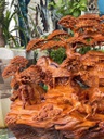 tuong-tam-duong-khai-thai-go-huong-cao-68-ngang-68-sau-36-cm-480963