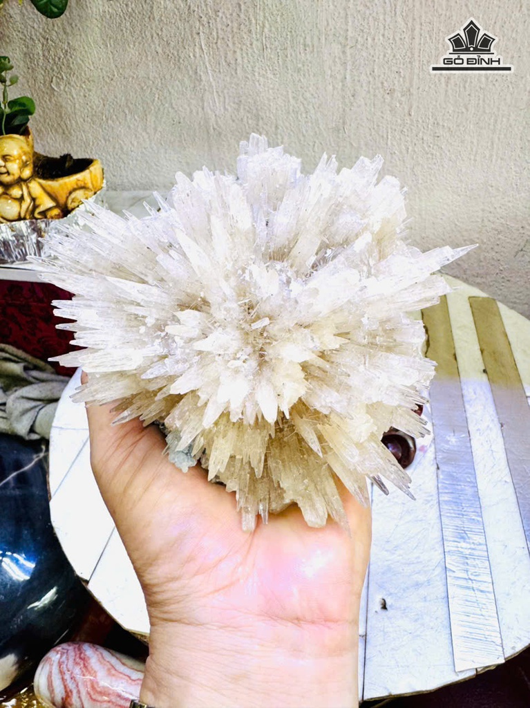 bong-hoa-uu-dam-cao-18-ngang-13-cm-17kg-ca-de-481484