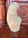 san-ho-om-oc-ngoc-cao-205-ngang-8-cm-083kg-481601