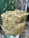 tuong-coc-ngam-tien-go-mun-cao-50-ngang-58-sau-58-cm-481658