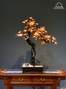 cay-hoa-hong-kich-thuoc-cao-103-ngang-80-sau-40-cm-hoa-bao-ngu-la-go-sua-than-re-nhai-bach-482190