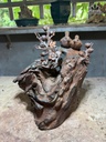 canh-uyen-uong-mai-dieu-go-nu-trac-cao-30-ngang-25-sau-12-cm-482458