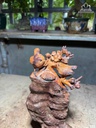canh-uyen-uong-mai-dieu-go-nu-trac-cao-31-ngang-23-sau-13-cm-482469