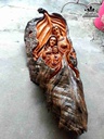 mua-Thanh-gia-go-trai-do-cao-108-cm-rong-48-day-20-cm